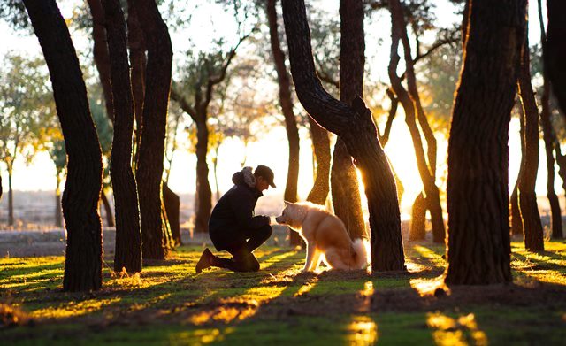 Ini lima jenis anjing yang bisa cocok menjaga rumah kamu. (Foto: Ilustrasi/Unsplash.com)