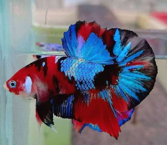 Selain cantik, ikan cupang memiliki daya tahan tubuh yang sangat kuat. (Foto: Dok. Instagram Aneka Cupang Hias/@anekacupanghias)