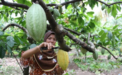 Ilustrasi petani kakao. Foto: MI/Amiruddin