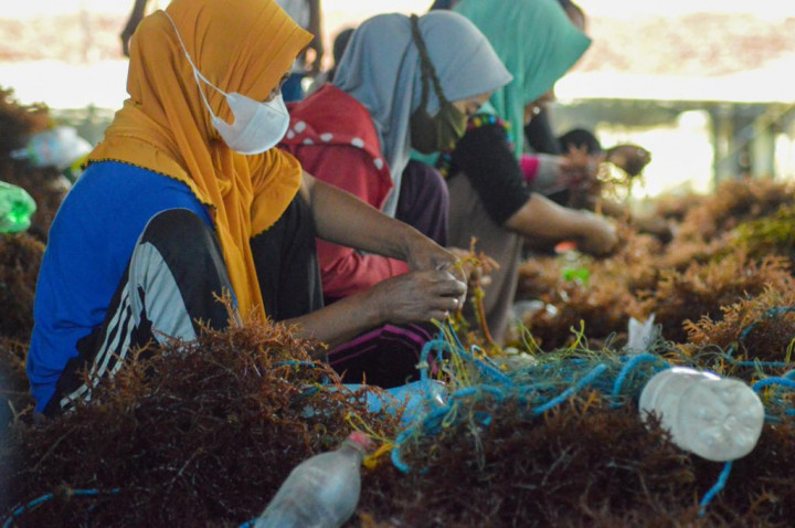 Wah! Bisnis Budi Daya Rumput Laut Bisa Raup Rp42 Miliar per Bulan