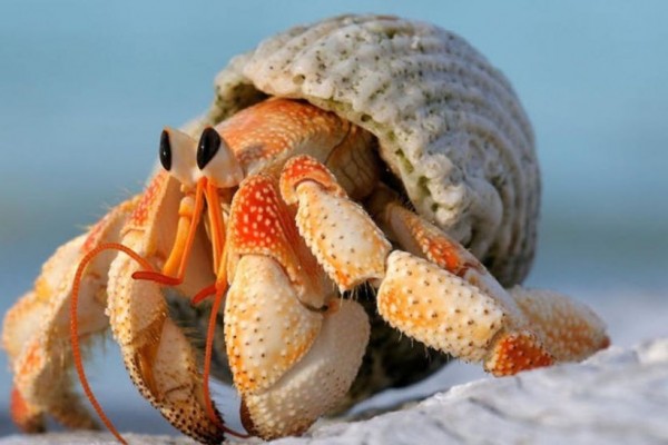 Kelomang Suka Sampah Plastik, Kok Bisa?