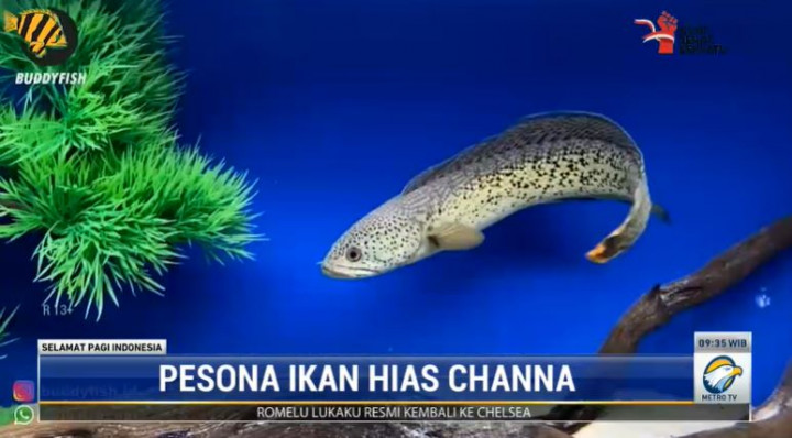 Pesona Ikan Channa, Siap Menggeser Peliharaan Kesayangan Anda!