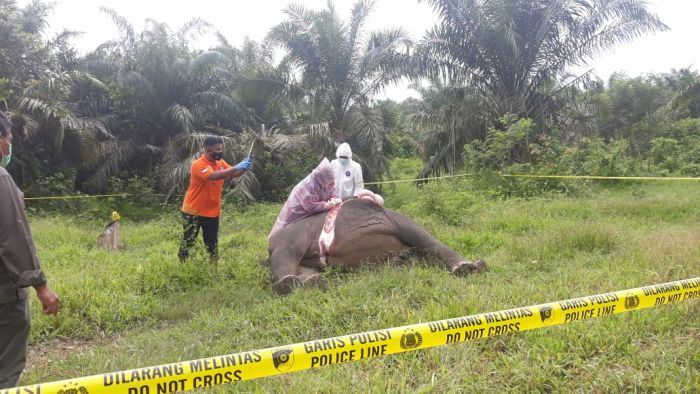 5 Pelaku Pembunuh Gajah di Aceh Ditangkap