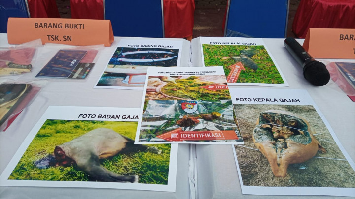 Bunuh Gajah dan Ambil Gadingnya, 5 Pria Ditangkap