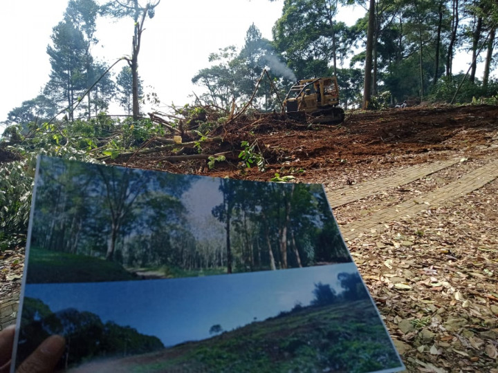 Hutan Jati Desa Cisadon Bogor Terus Dirambah