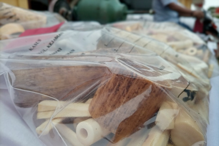 Kronologis Pembunuhan Gajah di Aceh