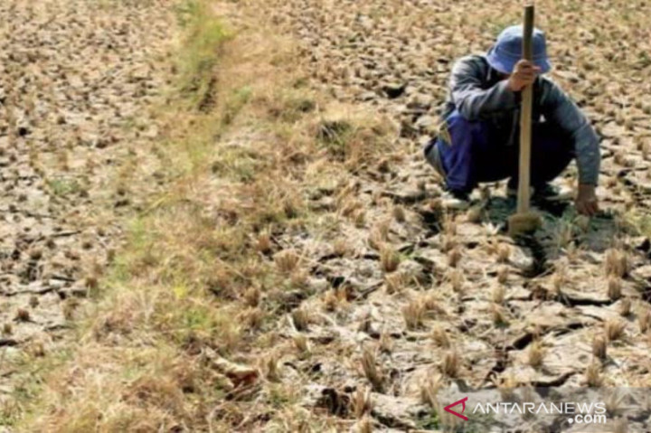 11 Kecamatan di Sampang Kekeringan