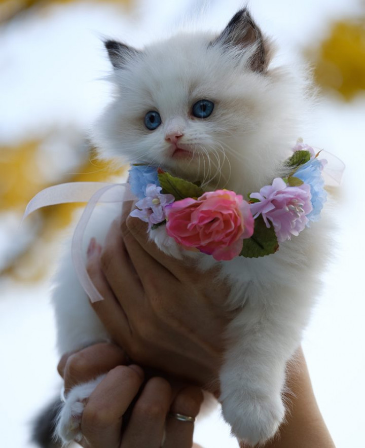 Memelihara Kucing Dapat Meredakan Stres