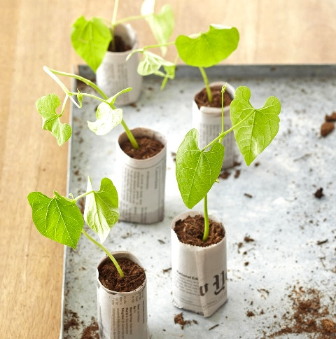 Ini cara buat pot untuk bibit tanaman dari kertas bekas. (Foto: Dok. Blaine Moats/Bhg.com)