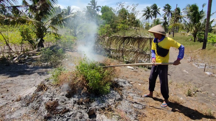 Harga Anjlok, Petani di Kulon Progo Bakar Tanaman Cabai