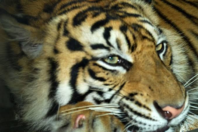 Induk Harimau Betina dan 2 Anaknya Mati Terjerat Perangkap di Aceh Selatan