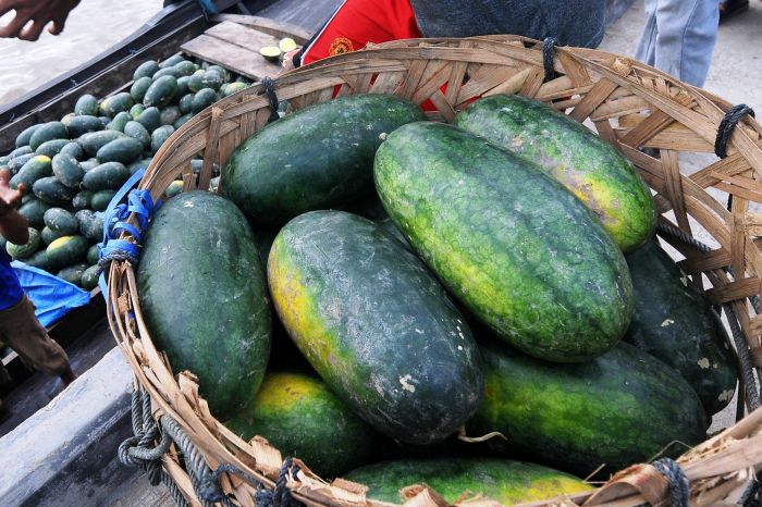 Wisata Petik Buah Semangka di Lamongan Ramai Dikunjungi Warga