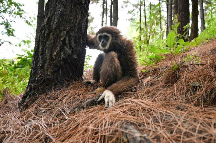 BKSDA Aceh Lepasliarkan 5 Satwa Dilindungi di Hutan Jantho