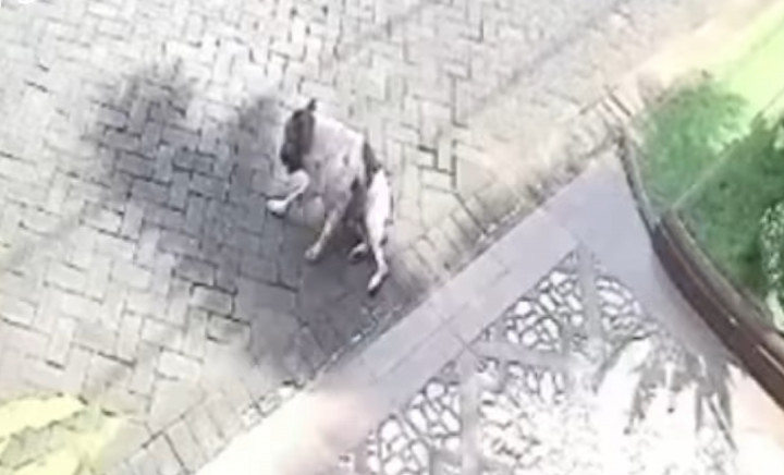 Viral Video Anjing di Malang Tewas Ditembak, Polisi: Kami Selidiki