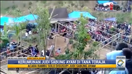 Waduh, Sektretaris Satgas Covid-19 Tana Toraja Gelar Sabung Langgar Prokes