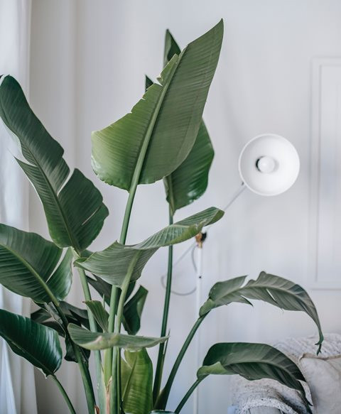 5 Cara Sukses Merawat Tanaman Pisang Kipas