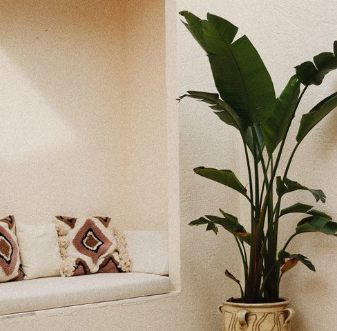 Ini cara merawat tanaman bird of paradise. (Foto: Ilustrasi/Pexels.com)