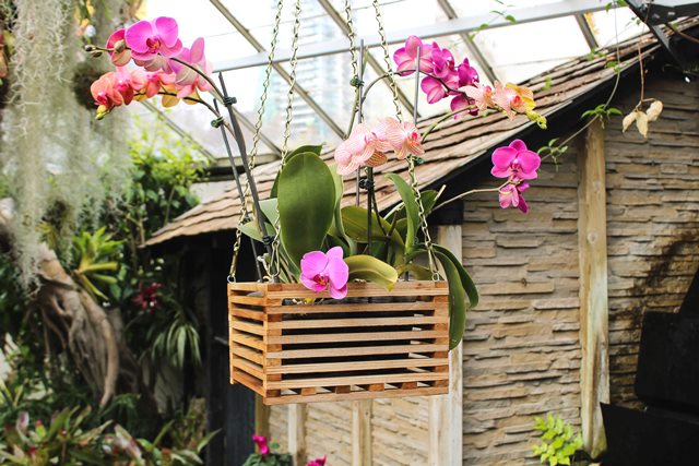 Cara Merawat Anggrek untuk Pemula