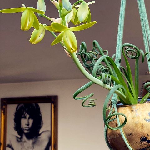 Ini Frizzle Sizzle atau Albuca spiralis, sukulen unik keriting dan beraroma vanila. (Foto: Dok. Instagram Lucy Spencer/@its_not_easy_being_greeen)