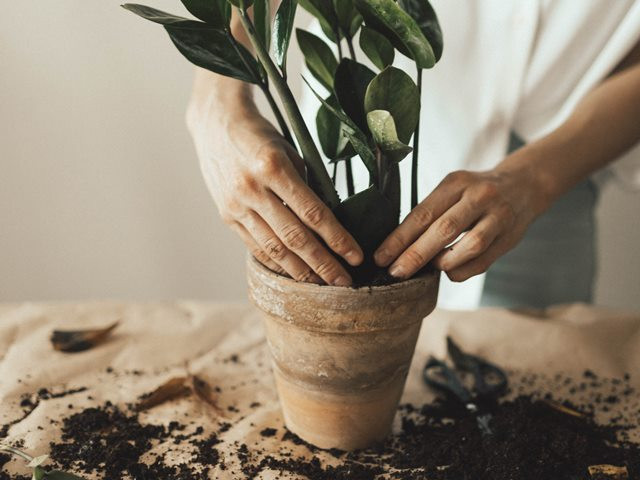 6 Tanda Tanamanmu 'Tidak Bahagia' Beserta 'Obatnya'