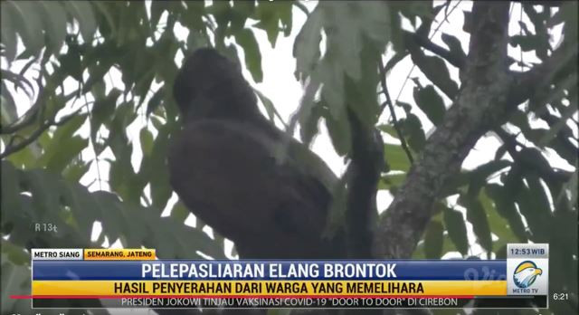 Elang Brontok Terbang Bebas di Hutan Lindung Gunung Ungaran
