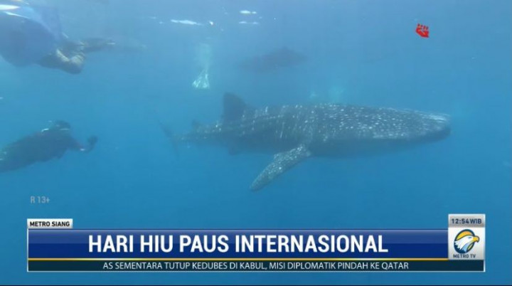 Hari Hiu Paus Internasional Diperingati Sederhana di Pantai Bone Bolango