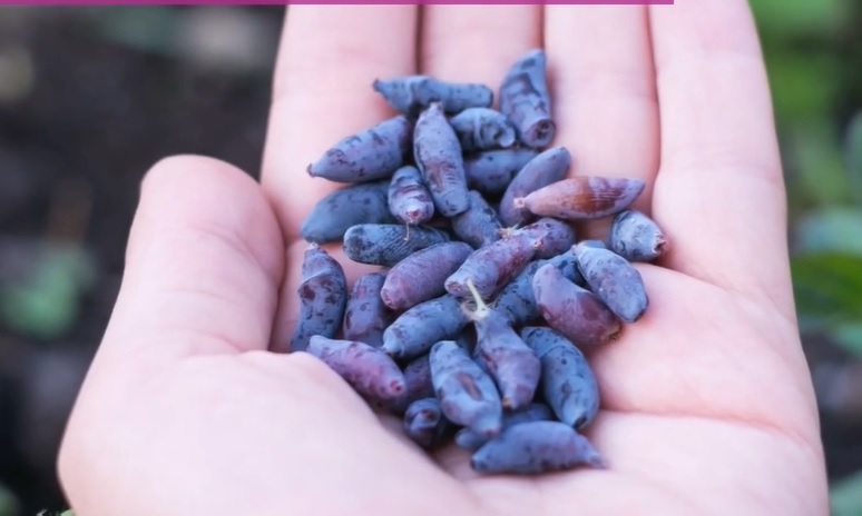 Honeyberry (Foto: bhg)