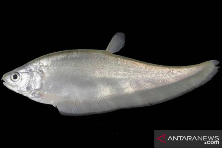 Hati-hati Pengusaha Pempek, Konsumsi Ikan Belida Didenda Rp1,5 Miliar