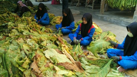 Nasib Petani Tembakau Tergantung Rencana Revisi PP 109/2012