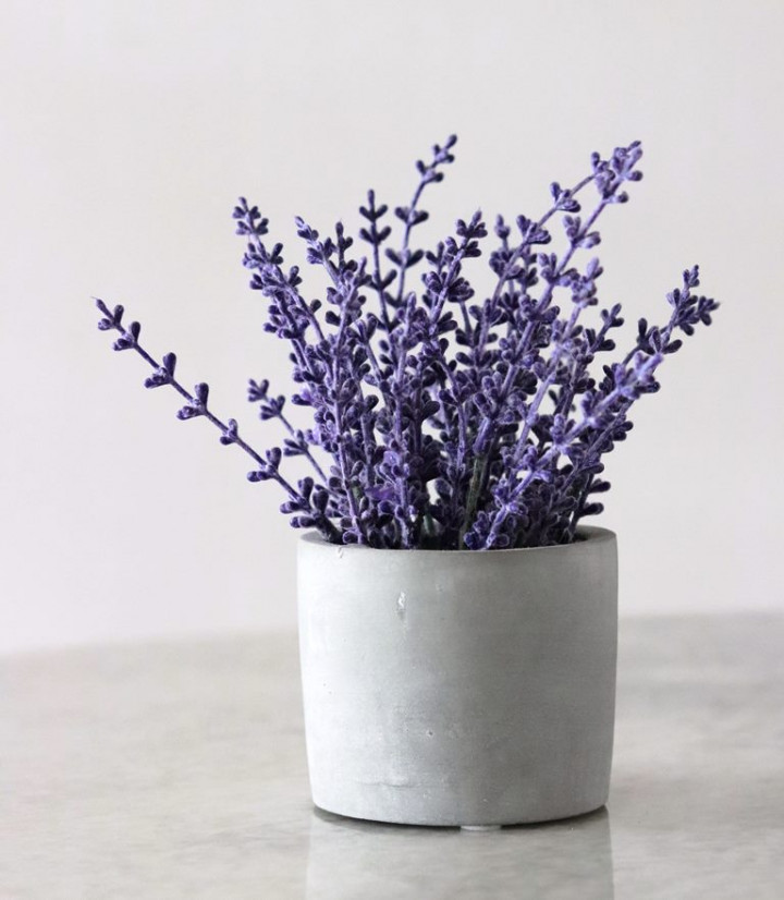 5 Tanaman Pengusir Tikus yang Bisa Kamu Tanam di Rumah