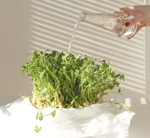 Microgreen, Tren Kuliner yang Kaya Nutrisi