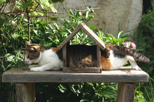 Ini cara menjadi kebun yang dimasuki kucing. (Foto: Ilustrasi/Unsplash.com)