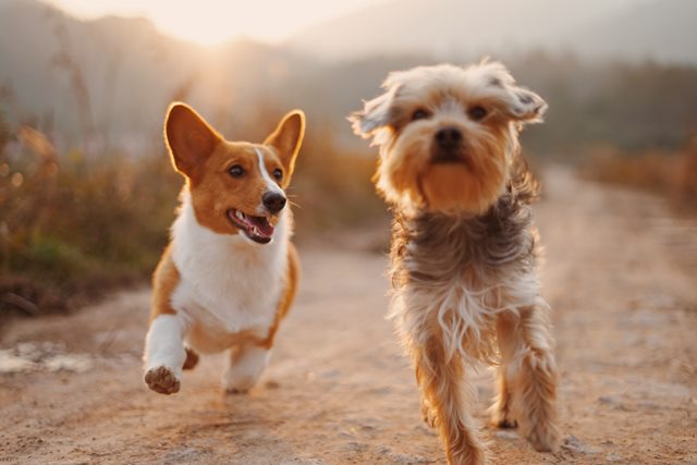 Apa arti bahasa teman berbulu kamu? Simak body language anjing ya. (Foto: Ilustrasi/Unsplash.com)