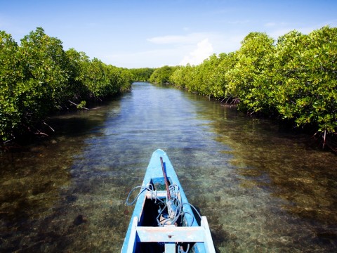 Pupuk Kaltim Genjot Ekonomi Masyarakat Lewat Pengembangan Mangrove