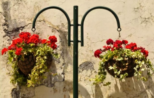 5 Bunga Cantik di Keranjang Gantung yang Memikat Kupu-kupu