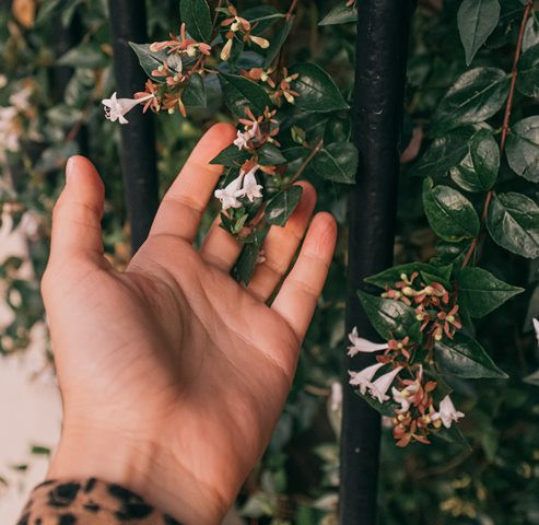 Inilah 6 Bunga dengan Aroma Terbaik