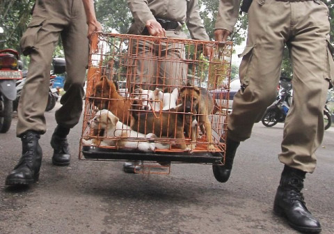 Ojol Diminta Setop Fasilitasi Perdagangan Daging Anjing