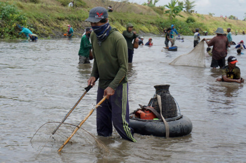 Berebut Ikan Mabuk di Tulungagung Jatim