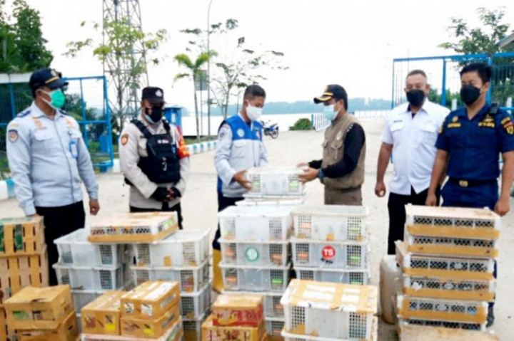 Penyelundupan 2.044 Burung ke Pulau Jawa Digagalkan