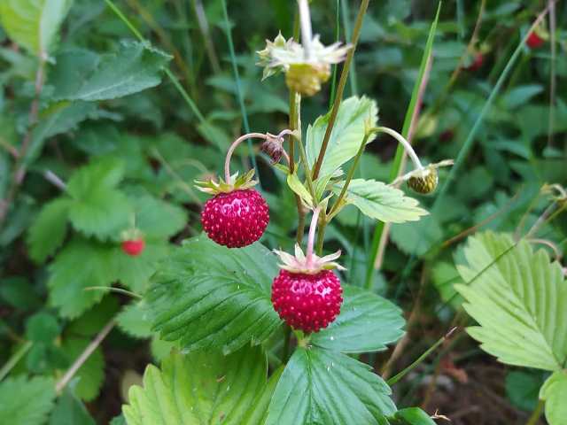 Buah dan Sayur Mini yang Mudah Ditanam