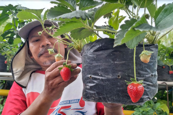 Menengok Kampung Stroberi di Pinggiran Sungai Gajahwong Yogyakarta