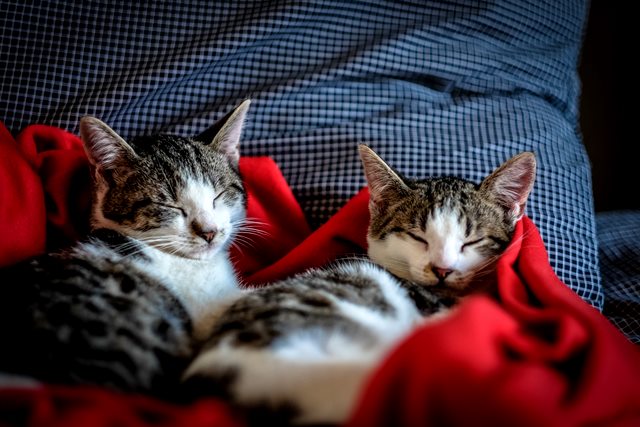 Kala Harus Berbagi Kasur dengan Si Kucing