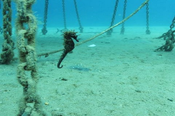  2.000 Benih Kuda Laut Siap Ekspor