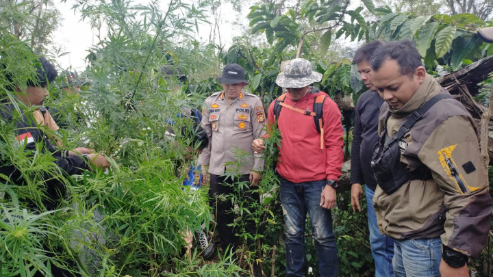 Polres Lahat Temukan Ladang Ganja Seluas 1,5 Hektare