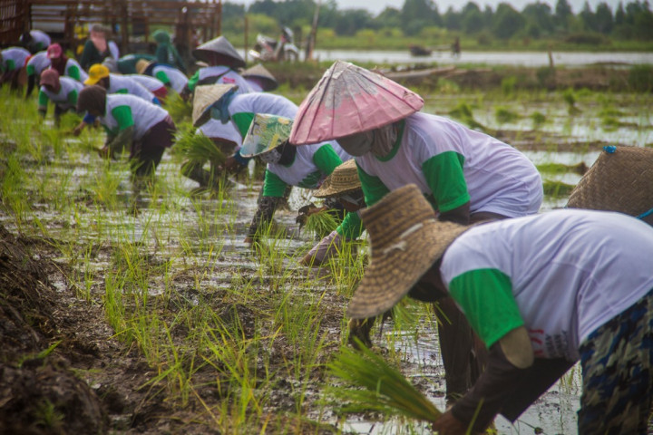 Alokasi Anggaran Food Estate Kementan Dinilai Sudah <i>on the Track</i>