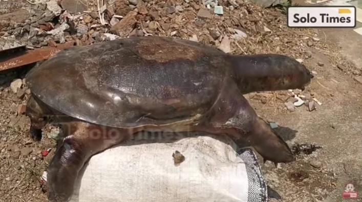 Heboh! Bulus Raksasa Ditemukan di Klaten