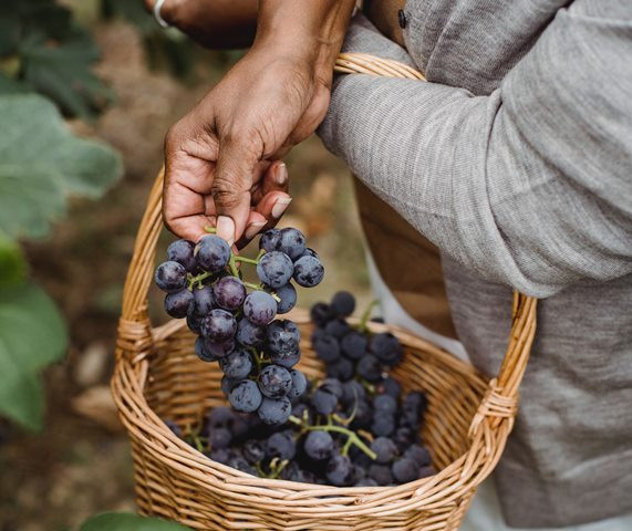 4 Cara Menanam Anggur dari Bijinya