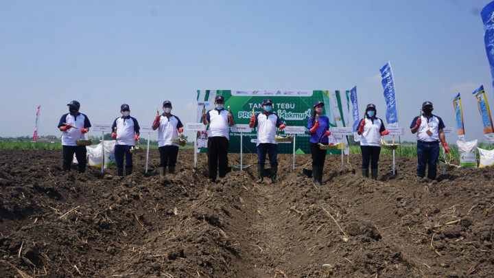Produktivitas Tanaman Tebu di Jatim Ditingkatkan untuk Capai Swasembada Gula