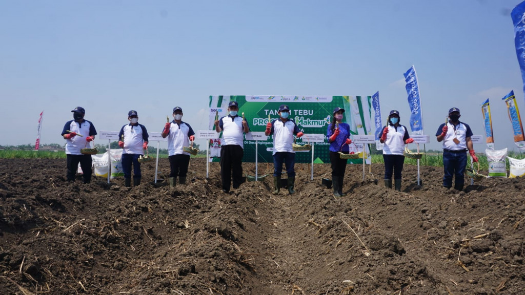 Program tanam perdana tebu makmur tersebut digelar di Desa Ngingasrembyong, Kecamatan Sooko, Kabupaten Mojokerto. Istimewa