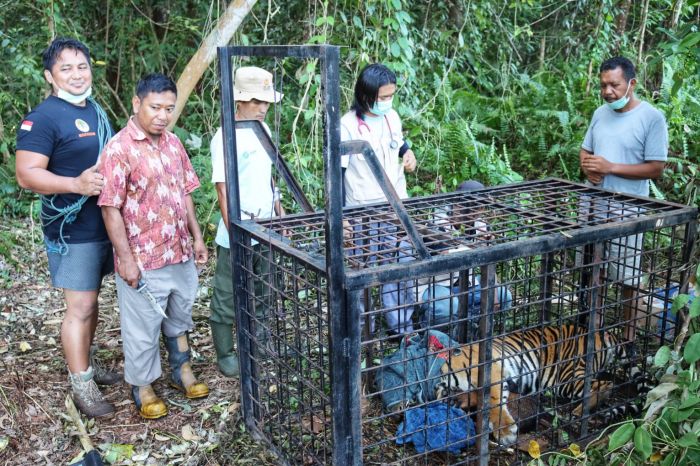 Seekor Harimau Betina Tertangkap di Teluk Lanus